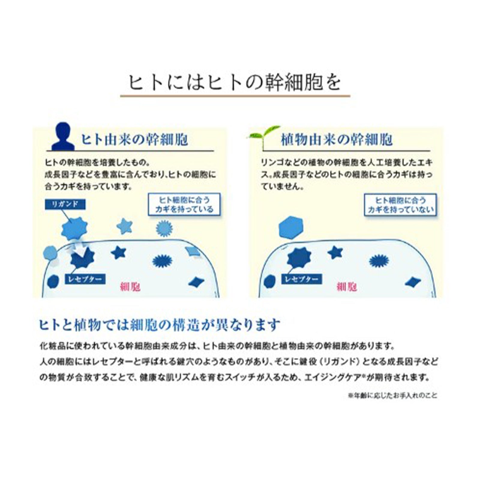 モイスチャーセラム×1個／2個